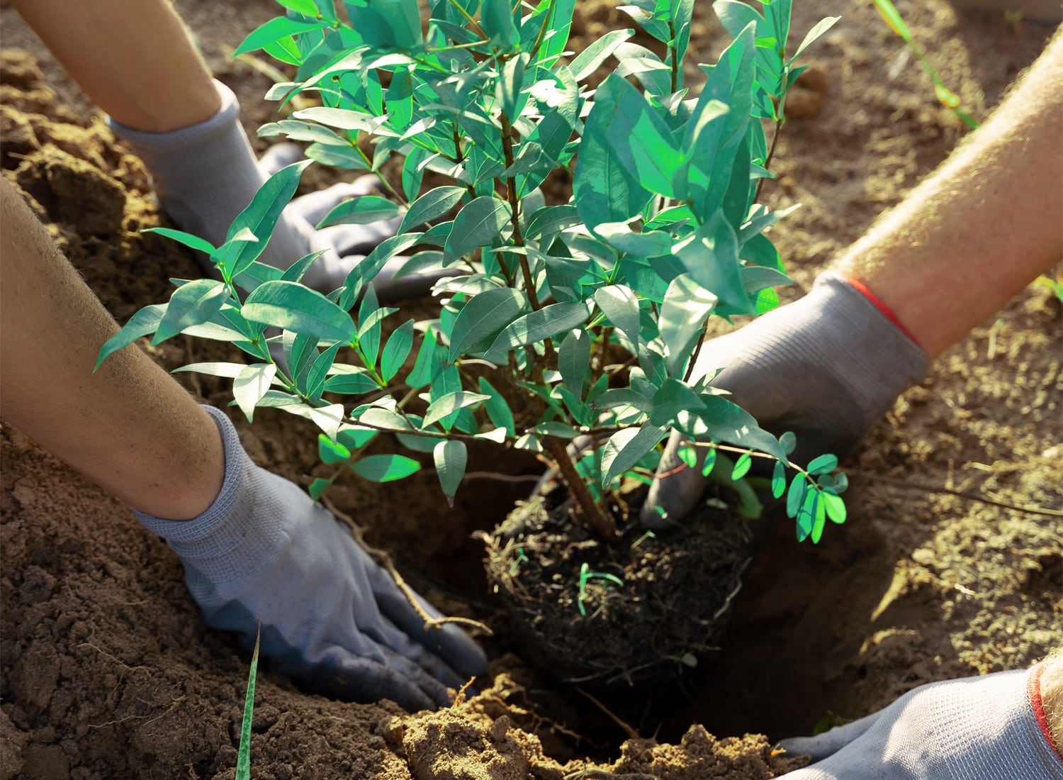 Twój zakup (nie) pójdzie w las Twój zakup (nie) pójdzie w las