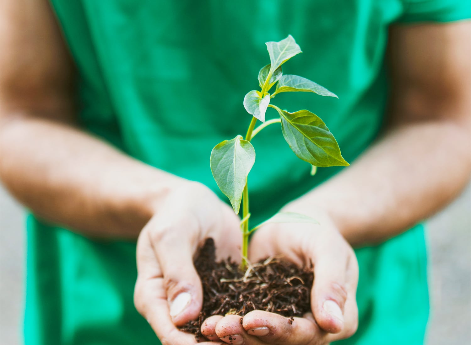 Gramy w zielone z posadzimy.pl Gramy w zielone z posadzimy.pl